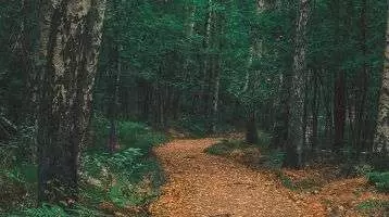 Winding path through a forest