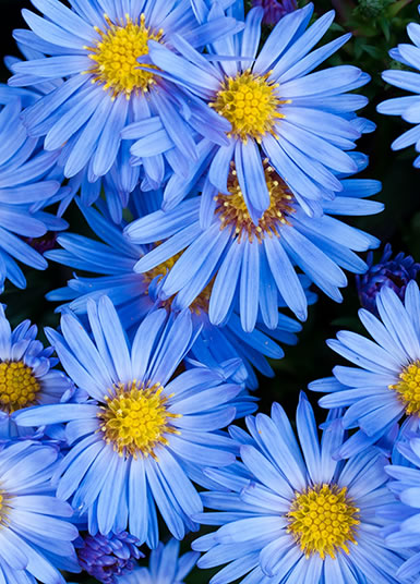 Blue aster