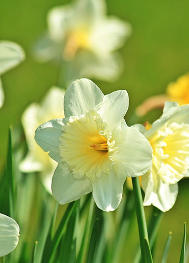 Daffodil in Spring