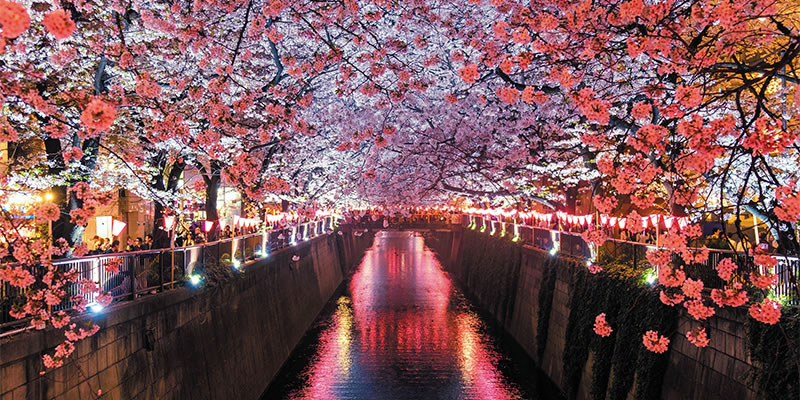 Reflective pool surrounded by flowering trees.