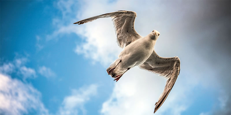 Birmingham Seagull