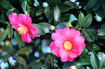 Japanese Camellia flowers