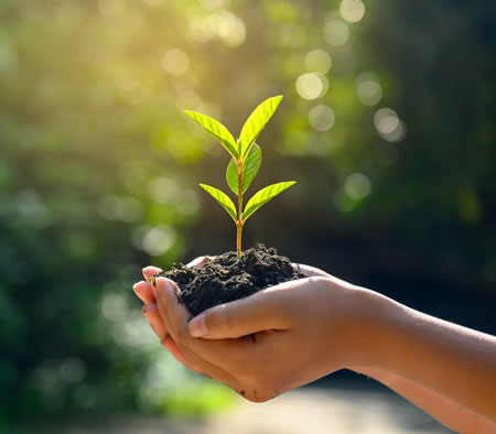 two hands cup a seedling in dirt.