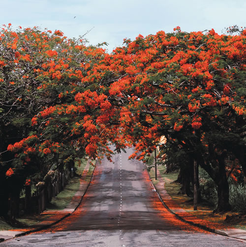 tree lined highway