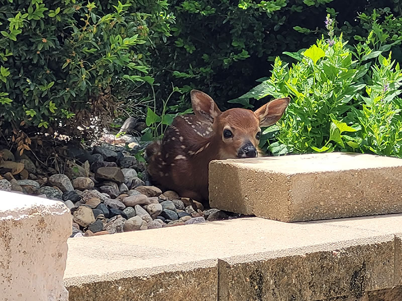 Fawn resting in the Retreat Center bushes