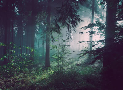 forest surrounded in fog