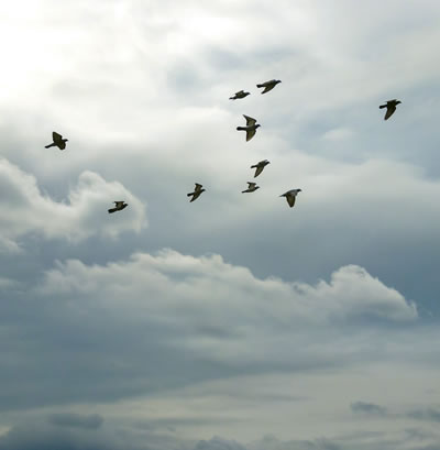 Birds flying through an overcast sky
