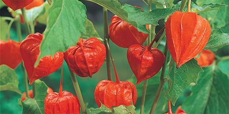 Chinese lantern flowers