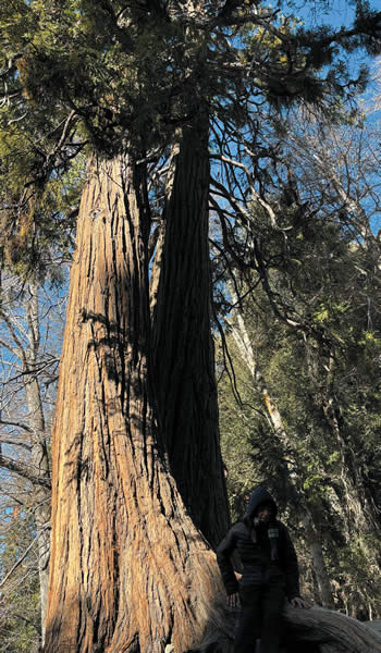 A large Sequoia tree near San Bernardino, Calif.