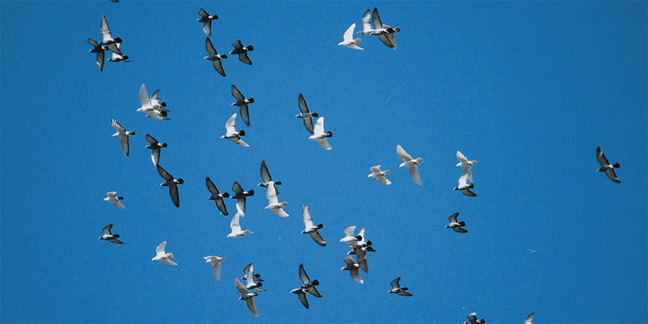 A flock of doves flying across a blue sky