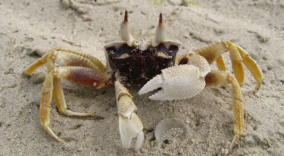 Land crab in Fiji