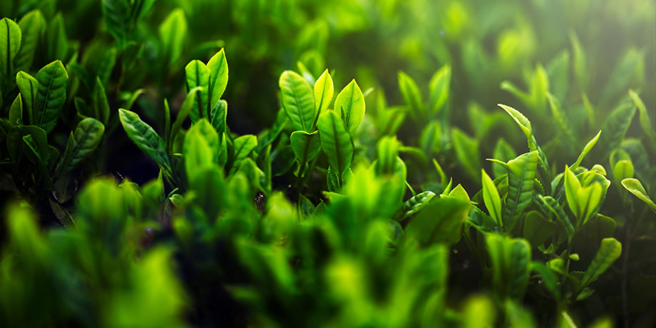 Green vegetation blankets a hillside