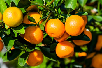 Oranges on a tree waiting to be picked