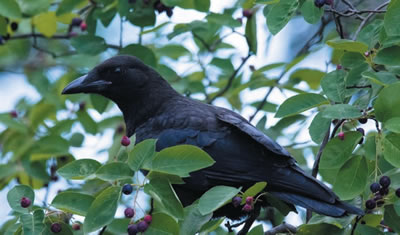 Blackbird sitting in a tree.