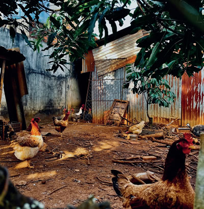 Chickens in a farm yard