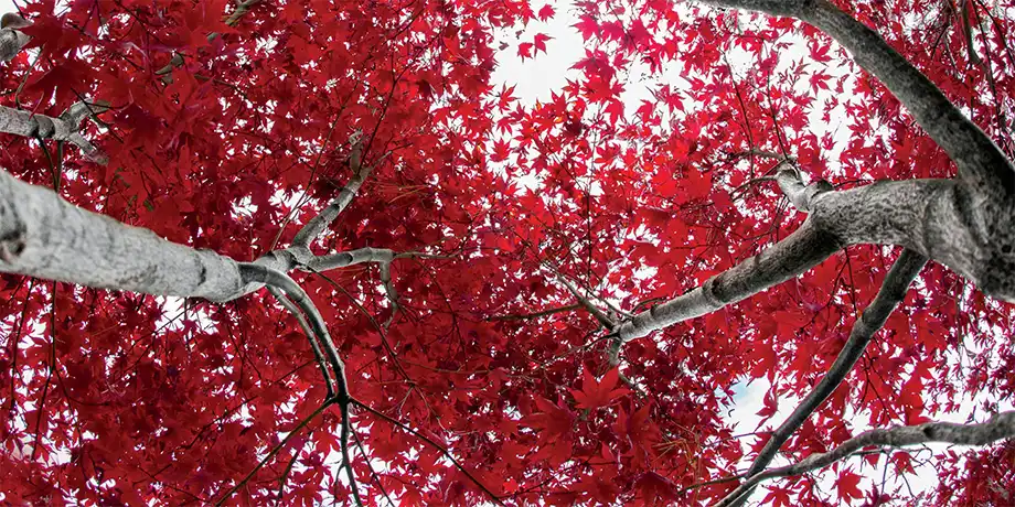 Red leaves on trees