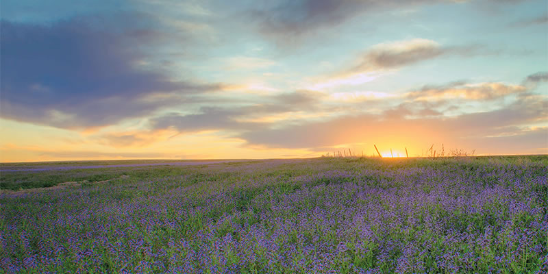 Sunrise on a field of wildflowers