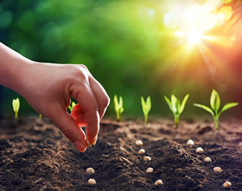 sowing seeds of growth