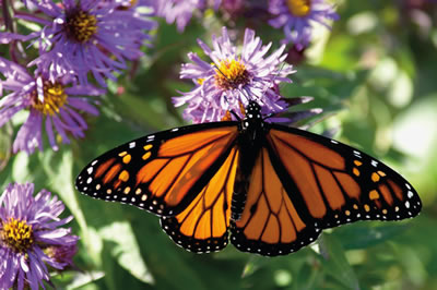 A monarch butterfly on a flower