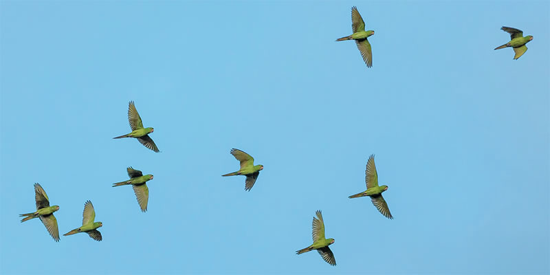 Displaced birds in flight across a blue sky