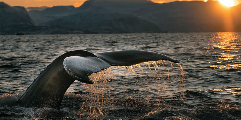 The tail of a whale waves goodbye