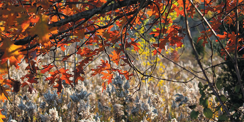 Tree branch hangs above tall grass