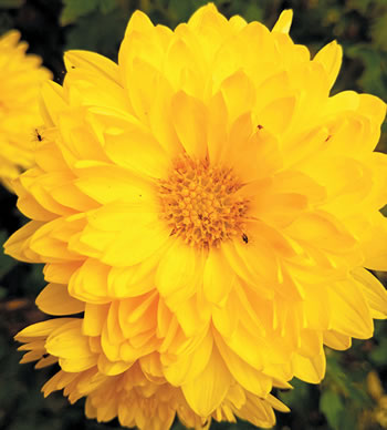yellow flower