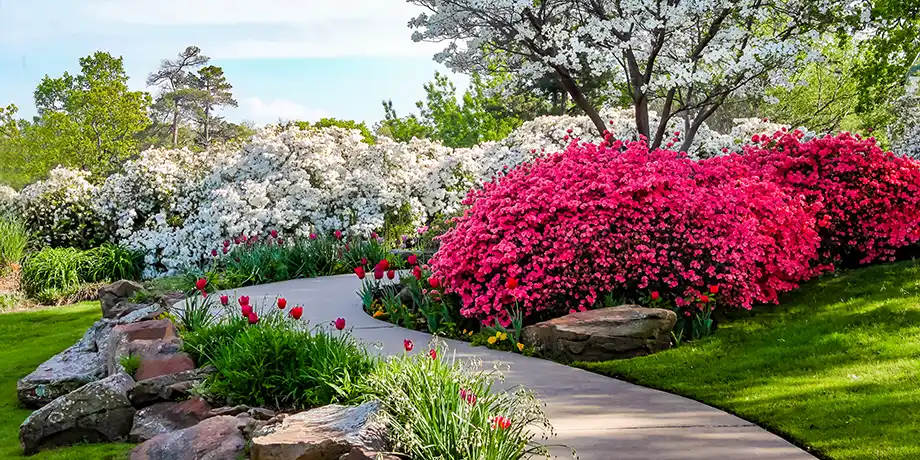 Curved path through banks of Azeleas and under dogwood trees with tulips under a blue sky