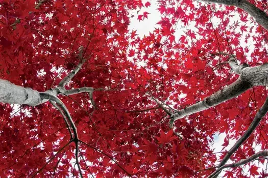 Red leaves on trees
