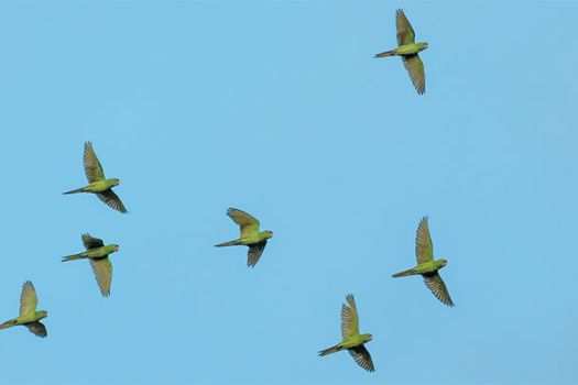 Displaced birds in flight across a blue sky