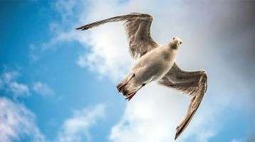 Birmingham Seagull