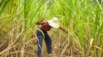 A woman cutting sugarcane