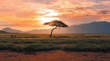 Golden sunset on the plains of Kenya