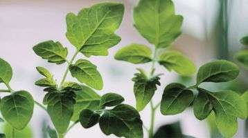 Green vegetable plant