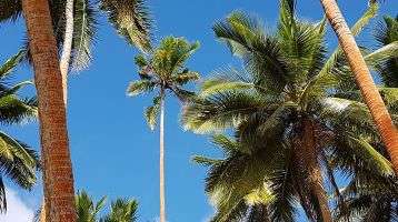 Palm trees of Fiji