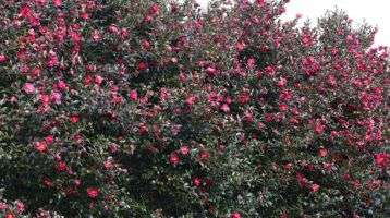 Camellias in Jeju are famous for their beauty.