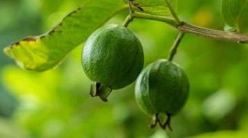 Guava fruit hanging on a tree