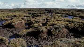 Irish peat bog