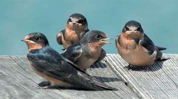 Swallows beware