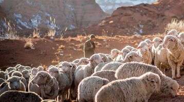 A shepherd and his flock in the mountains
