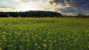 A field of mustard plants