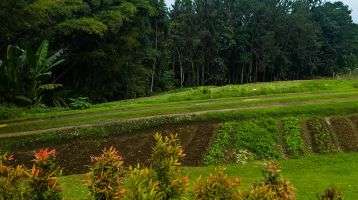Organic farm land in the Philippines