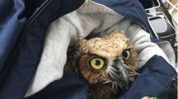 Lucky Owl Who Fell from the Sky