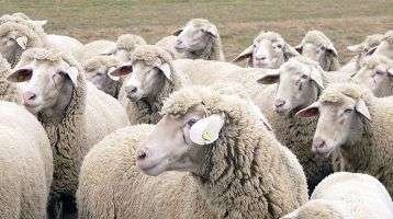 A flock of sheep without a shepherd