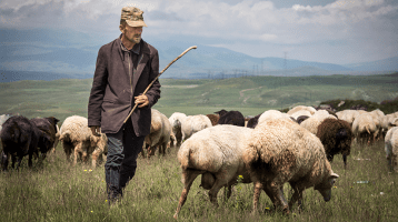 A shepherd and his flock in the field