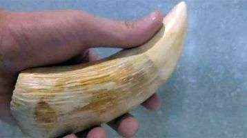 Fijian sperm whale tooth