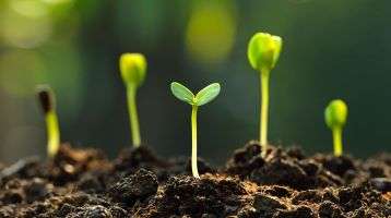 Small plants sprout above ground