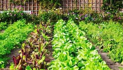 Vegetable garden
