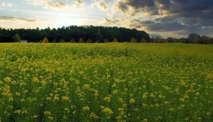 A field of mustard plants