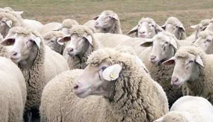 A flock of sheep without a shepherd